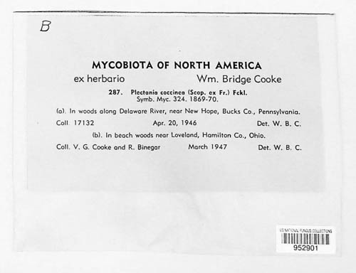 Sarcoscypha coccinea image